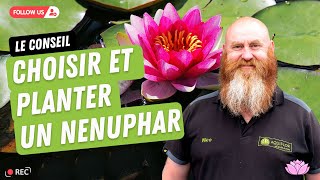 N°18  Comment choisir un nénuphar pour mon bassin Quand fautil planter un nénuphar dans un étang [upl. by Luann]