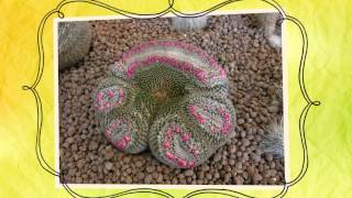 Апорокактус плетевидный  кактус Aporocactus flagelliformis [upl. by Halilahk]