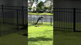 Alligator Struggles to Climb Over Fence  1499331 [upl. by Hadleigh]