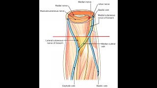 The anatomy of the median cubital vein and its clinical importance [upl. by Lamprey]