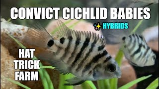 🐟 CONVICT CICHLIDS 🐟  HYBRID CONVICT CICHLID BABIES BREEDING CONVICT CICHLIDS  💠HAT TRICK FARM💠 [upl. by Ssepmet]