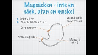 Magsäckens funktion [upl. by Aserret]