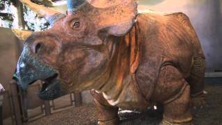 Triceratops Discovery Trail at Jurassic Park in Universal Islands of Adventure [upl. by Aerdna]