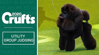 Utility Group Judging  Crufts 2020 [upl. by Orsola]