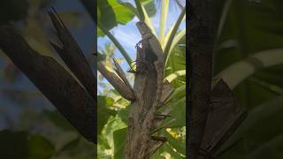 👀🥺🦎 Garden lizard Calotes versicolor lizard asmr nature animallover cinematic shorts [upl. by Hakeem]