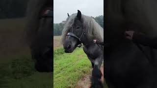 Horses meeting Shire very Big [upl. by Frederick194]