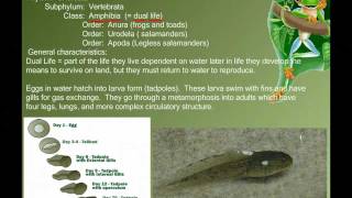 Vertebrate Diversity Amphibians [upl. by Hilary]