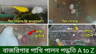 বাজরিগার পাখি পালন পদ্ধতি  ডিম পাড়ার লক্ষন Pakhi Palon Budgerigar Bird Rearing BreedingGrow Life [upl. by Cul482]