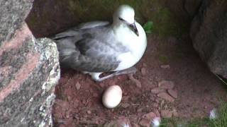 Northern Fulmar Fulmarus glacialis [upl. by Ahtiekal12]