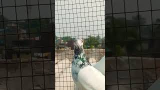 Andhra pyar 🥰❤️😍💞 pigeon birds music beautifulpigeonintheworld [upl. by Olra]