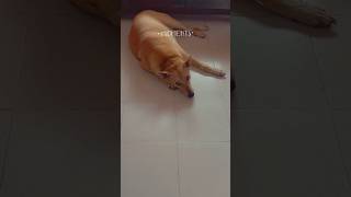 Noddy ne bhoot pkd liya😱 doglover funnyanimal dogshorts pets funnydog [upl. by Trebreh]