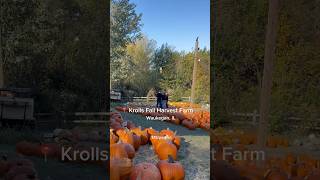 📍 Krolls Fall Harvest Farm pumpkinpatch halloween pumpkin [upl. by Acnayb]