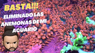 Eliminación de Anémonas de mi acuario marino [upl. by Swetiana308]