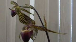 Paphiopedilum rothschildianum in bloom video [upl. by Stormi37]