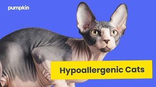 10 Amazing Hypoallergenic Cat Breeds [upl. by Chesna]