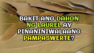 BAKIT ANG DAHON NG LAUREL AY PINANINIWALAANG PAMPASWERTE shorts youtubeshorts shortvideo [upl. by Acirne]