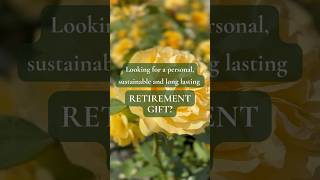 Find the Perfect Retirement Rose  English Roses  rose rosebush retirement [upl. by Otte10]