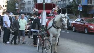 HorseDrawn Carriage Potential Dangers in NYC [upl. by Imac]