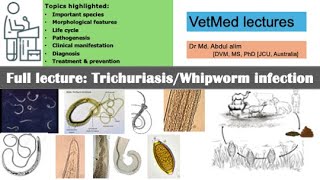 Trichuriasis or whipworm or infection in animals and humans explained Everything you need to know [upl. by Aldin]