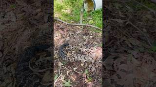 Very close call with a timber rattlesnake In tall grass 😳 snakes herping fyp rattlesnake [upl. by Novar454]