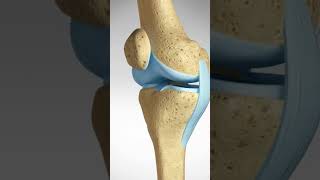 What keeps your knee stable kneeligaments kneeanatomy kneejoint [upl. by Moguel]