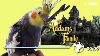 familia addams para calopsita [upl. by Adin]