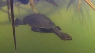 Northern Snakenecked or Longnecked Turtle Chelodina Macrochelodina oblonga [upl. by Anin]