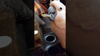 Cockatoo puts quotcoinsquot in the quotbankquot birds [upl. by Ahsikam]