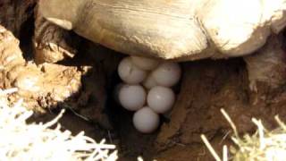 Sulcata Tortoise Laying Eggs [upl. by Hanforrd12]