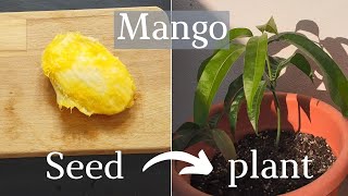 How to grow a mango tree from seed [upl. by Luisa]