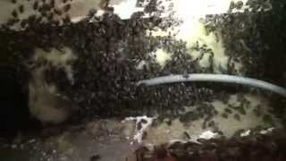 Abeilles Déloger une colonie installée derrière une cloison Honey bee colony removal [upl. by Kwang]