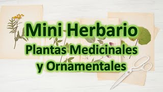 MINI HERBARIO Con plantas Medicinales y Ornamentales [upl. by Xever]