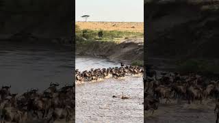 Great Wildebeest Migration Masai Mara Kenya [upl. by Llerdna]