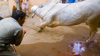 Big SIbbi Bull Qurbani  Bakra Eid 2021  Eid ul Adha 2021  Eid ul Azha 2021 Cattle Market Karachi [upl. by Remos]