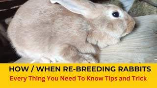 Rabbit Farming Rebreeding rabbits after kindling  When to rebreed rabbits  Rebreeding the Doe [upl. by Wolfgang2]