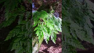 Hares Foot Fern Davallia canariensis  Cabrinhas [upl. by Che]