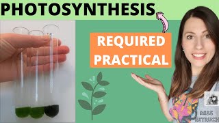 Alevel Biology PHOTOSYNTHESIS REQUIRED PRACTICAL  AQA required practical 8 aim method conclusion [upl. by Linnet]