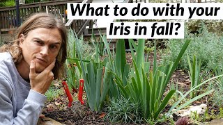 Iris Fall Cleanup for Bearded Iris Plants  do this before Winter [upl. by Benioff]