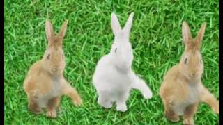 3 dancing rabbits [upl. by Enella187]