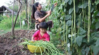 So cute Siv chhee helps mom to harvest long beans for cooking  Happy dinner of countryside family [upl. by Ashlee986]