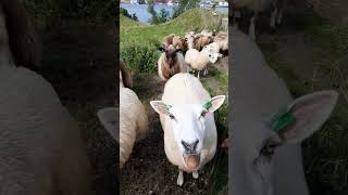 Baaaaaaaaa Adorable Sheep baaing baaaa sheep adorableanimals animalsounds [upl. by Layap]