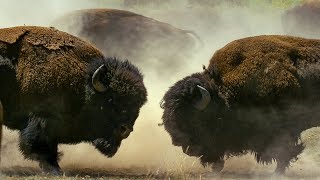 Bison Fight for Mating Rights  BBC Earth [upl. by Elockcin650]