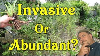 Are These Useful Plants Invasive Or Abundant You Decide [upl. by Athene]