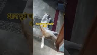 ठंडी से बचने का उपाय😝 funny comedy doglover dogshorts viralshort trendingshorts [upl. by Worsham]