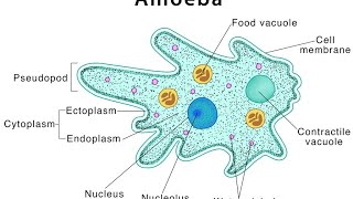 protists part3 mastigophorasarcodinasporozoansciliatestypes of binary fissionconjugationkvs [upl. by Heinrich701]