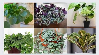 12 Fast  Growing Houseplants plants indoor outdoor [upl. by Bithia]