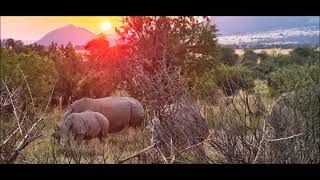 Pilanesberg National ParkP [upl. by Negiam522]