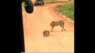 wild cats  Serval Vs Cheetahs fight shorts wildcatsinfoyoutubeshorts wildlifephotography [upl. by Anivram]