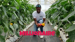 He Makes Averagely 30K From Establishing Greenhouse Open Field Modern Farms For People In Ghana 🇬🇭 [upl. by Blaise]