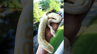 Albino ball python [upl. by Leisha]